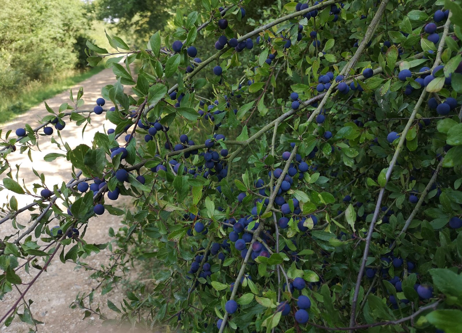 I Made Sloe Gin With Wild Blackthorn Berries - Straying Trails